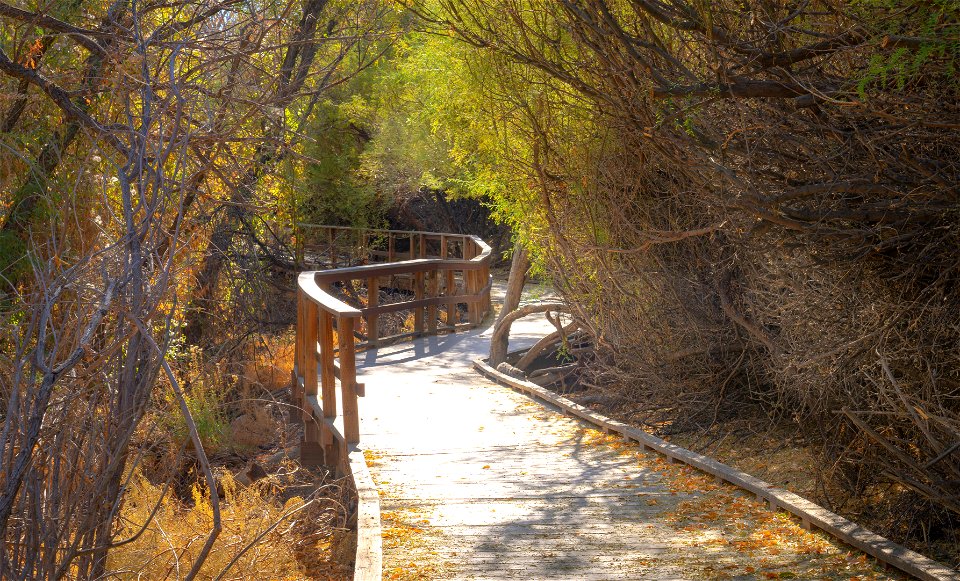 Big Morongo Canyon Preserve