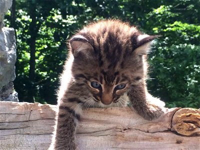 Bobcat Kitten photo