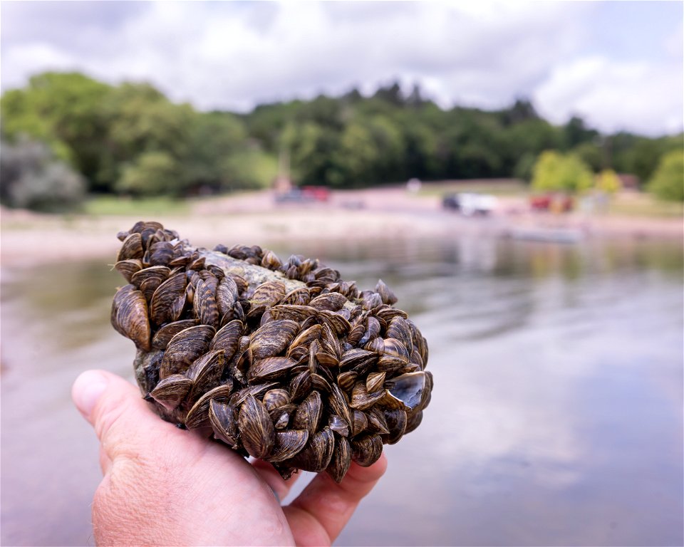 Zebra Mussels on the Shoreline.
