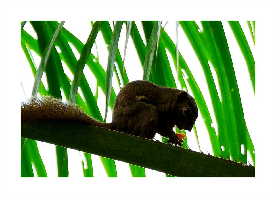 Squirrel and its food