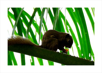 Squirrel and its food
