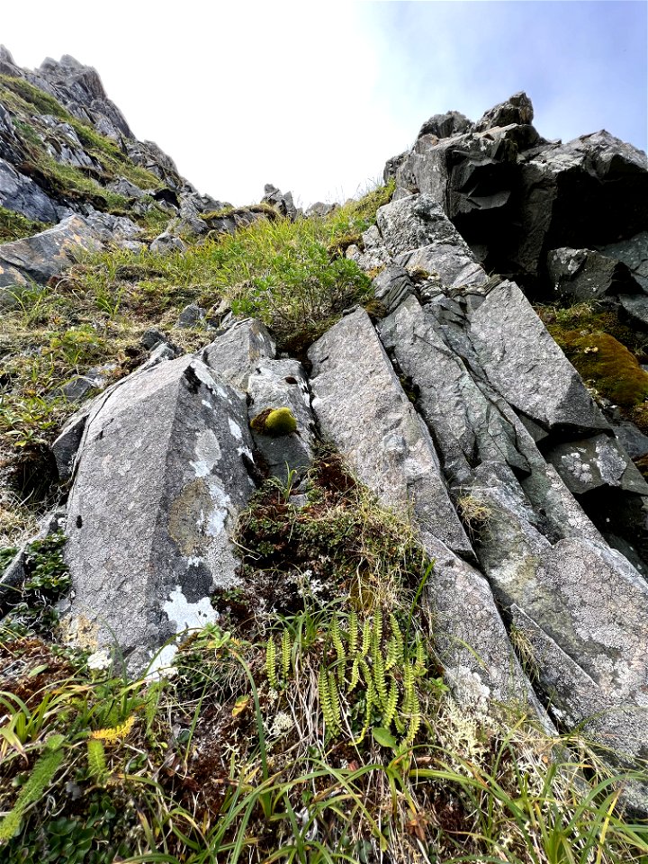 Aleutian shield fern