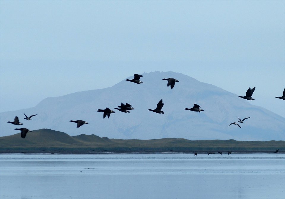 Brant at Izembek Lagoon