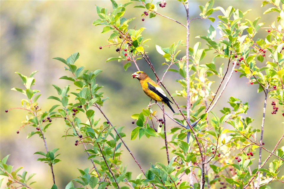 Evening grosbeak (Coccothraustes vespertinus) eating chokecherries