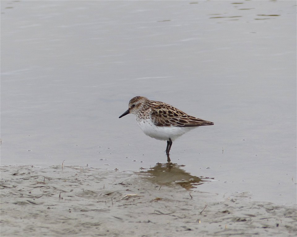 Semipalmated Sandpiper
