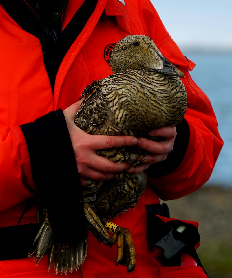 Common Eider Female