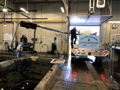 Loading Rainbow Trout For Stocking photo