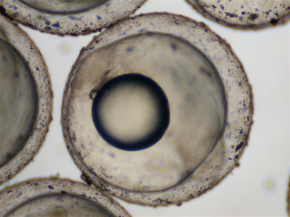 Development of Burbot Egg