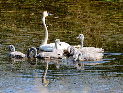 Trumpeter swan at Seedskadee National Wildlife Refuge