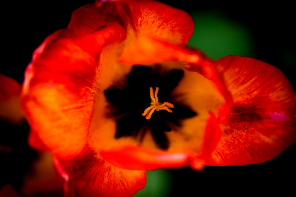 Sizergh Flowers-7