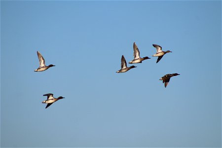 Green-winged Teal Owens Bay Lake Andes National Wildlife Refuge South Dakota