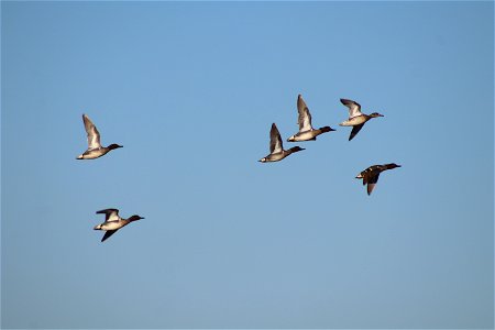 Green-winged Teal Owens Bay Lake Andes National Wildlife Refuge South Dakota photo