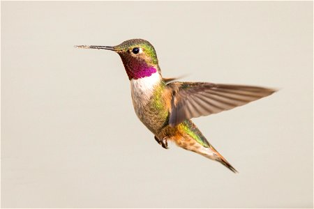 Broad-tailed hummingbird (Selasphorus platycercus) in flight photo