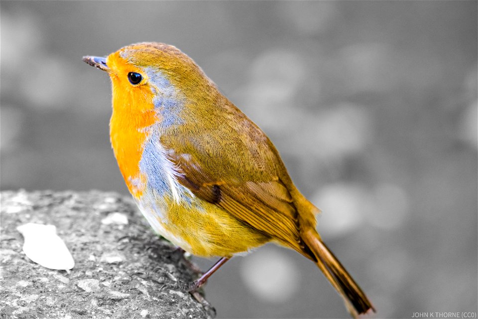 Robin 🎄