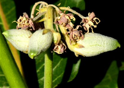 Showy milkweed (Aesclepias speciosa) at Seedskadee National Wildlife Refuge