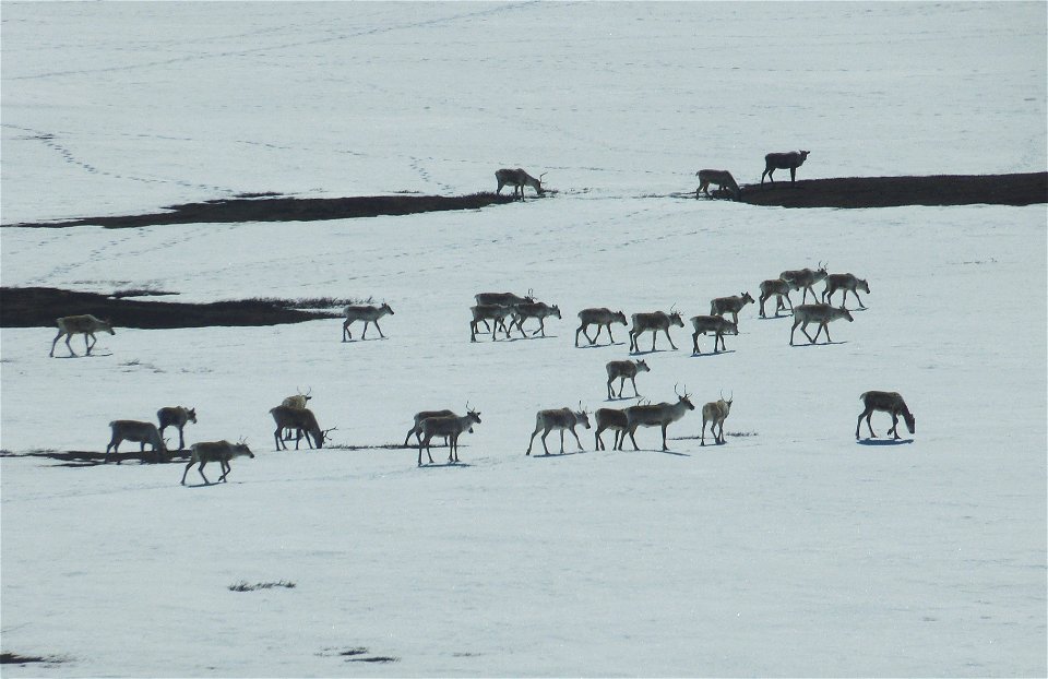 Caribou in Kilbuck Mountains