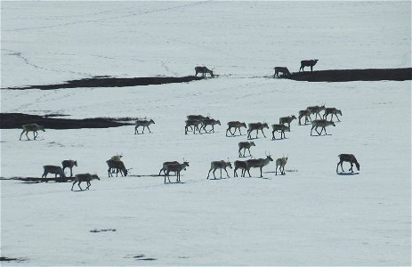 Caribou in Kilbuck Mountains