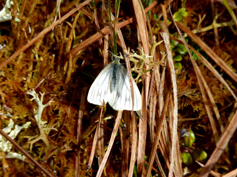 Cabbage White_6-13-2011