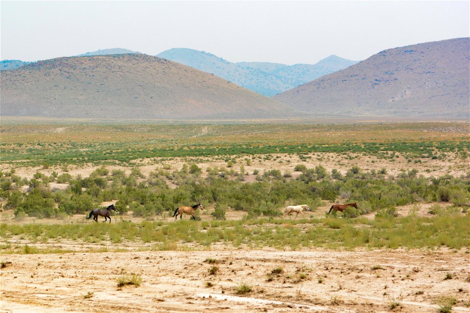 2021 Onaqui Herd Management Area