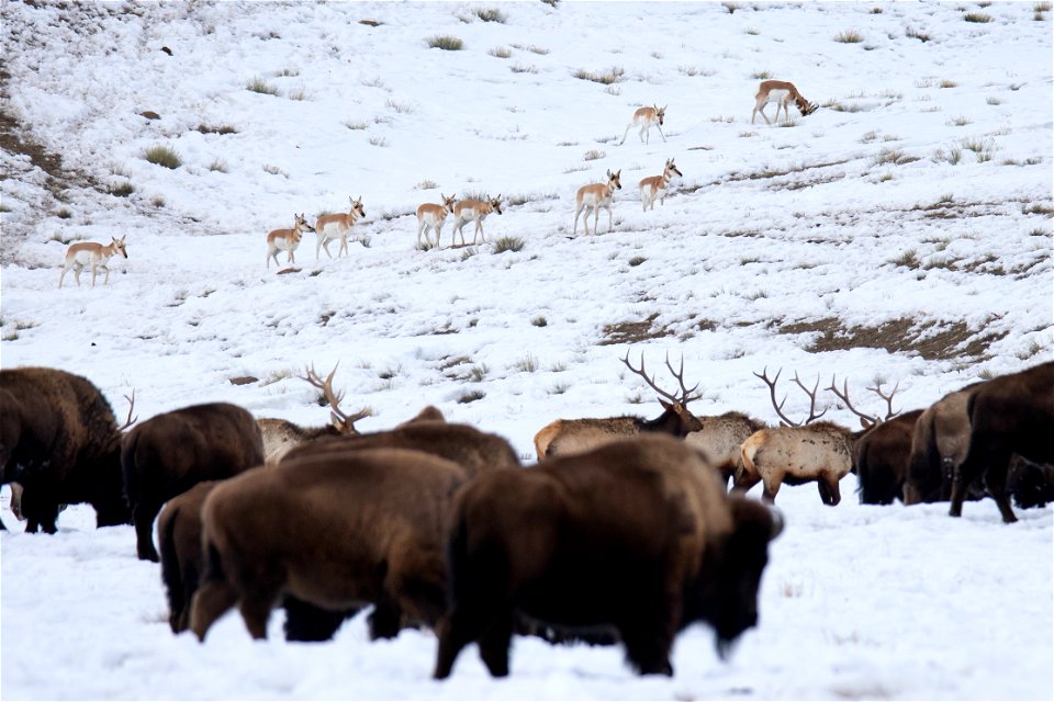 Bison, Elk, & Pronghorn on the National Elk Refuge