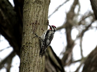 Yellow-bellied Sapsucker