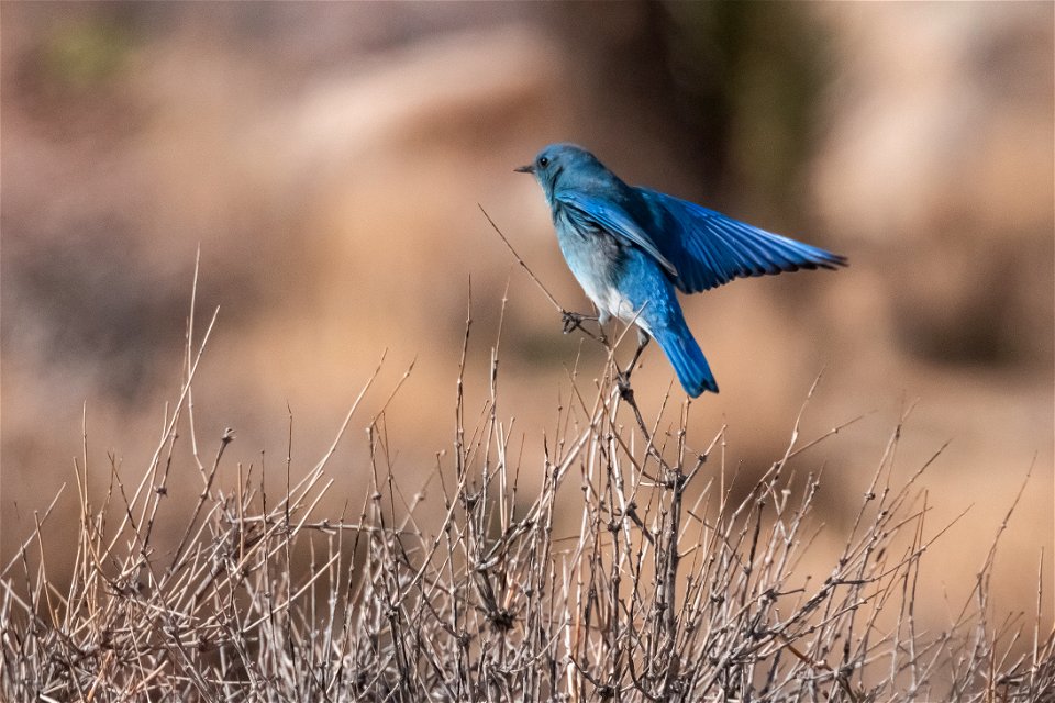 Male Mountain Bluebird