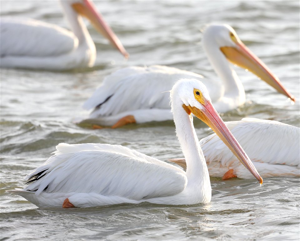 175 - WHITE PELICAN (12-17-2021) 4th street, goose island, refugio co, tx -05