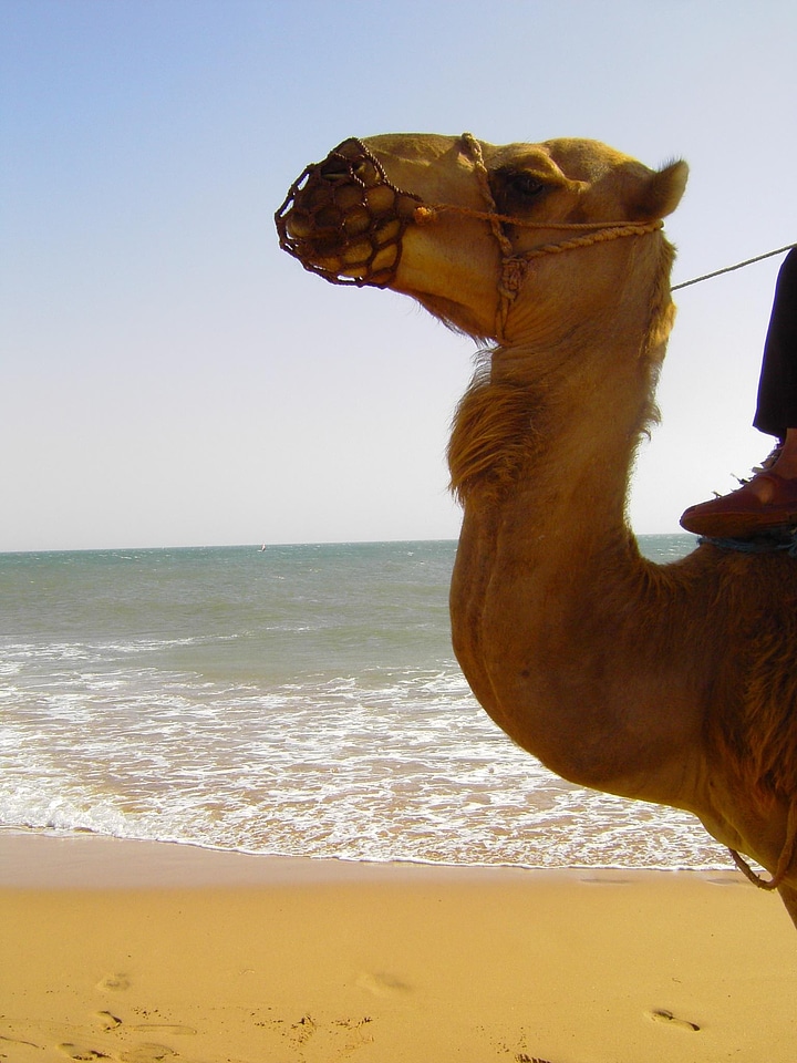 Animals camel beach