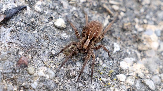 Alopecosa pulverulenta-Group (female)