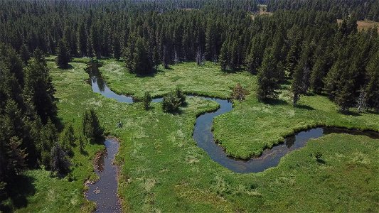 0029-Lodgepole pine encroachment has succumbed to higher water levels as Big Marsh is no longer drained by historic ditches.