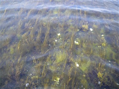 Algae in Kinzarof Lagoon photo