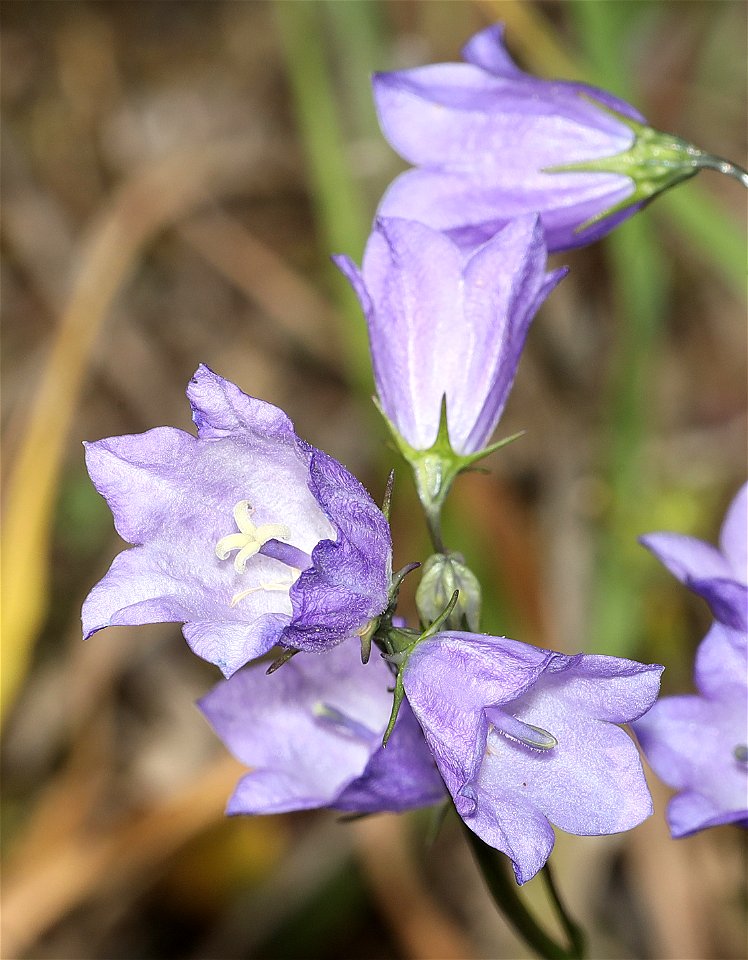 FLOWER, sp 1 (07-15-2022) glacier co, mt -02