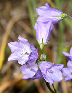 FLOWER, sp 1 (07-15-2022) glacier co, mt -02