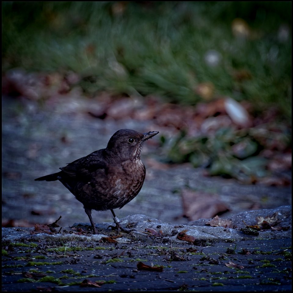 Blackbird photo