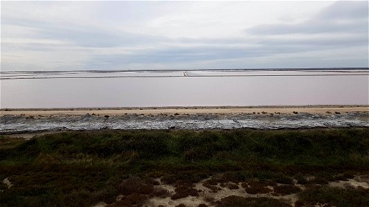 Les marais salants de Salins-de-Giraud