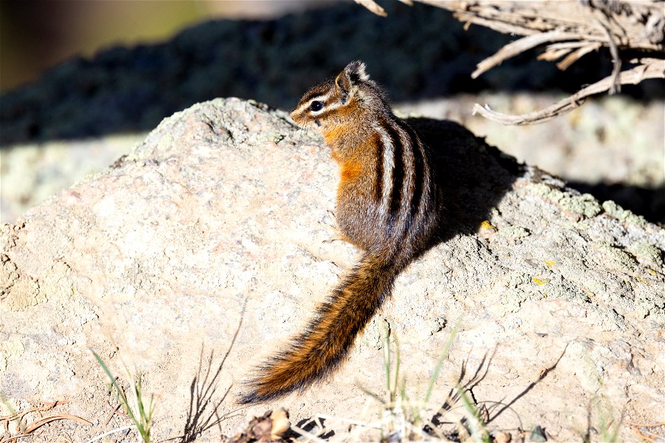 Chipmunk on a rock