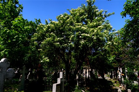 Sfanta-Vineri_cemtery- (33)