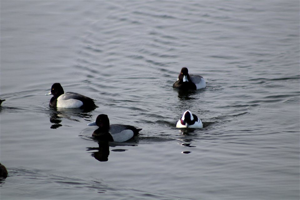 Waterfowl Lake Andes National Wildlife Refuge South Dakota