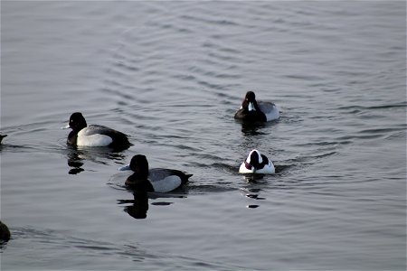 Waterfowl Lake Andes National Wildlife Refuge South Dakota photo