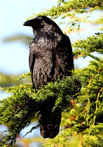653 - COMMON RAVEN (10-11-2021) elk creek mouth, crescent city, del norte co, ca -02