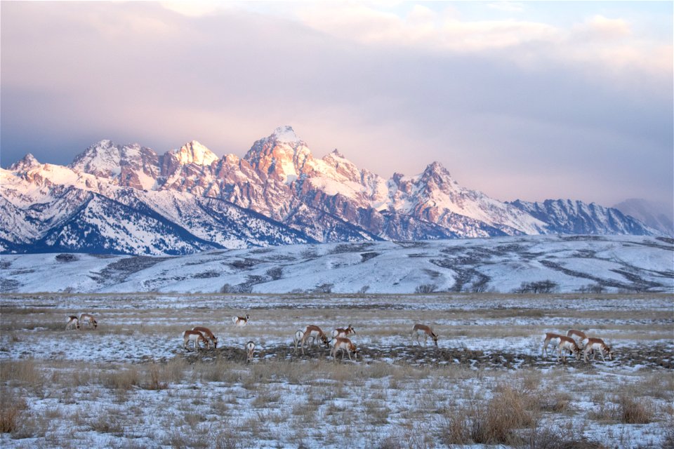 Pronghorn on the National Elk Refuge