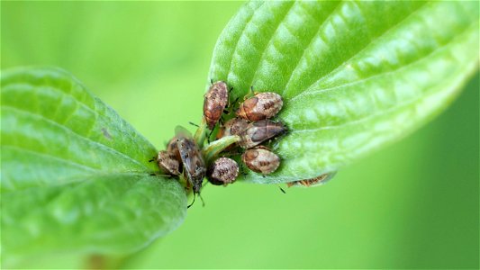 Ansammlung von Kleidocerys resedae (Birkenwanze) in verschiedenen Entwicklungsstadien
