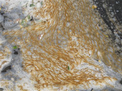 Sea Foam