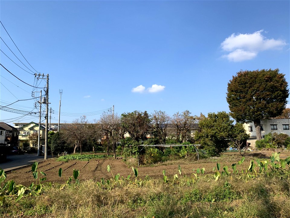 Shimosato, Higashikurume-shi in November