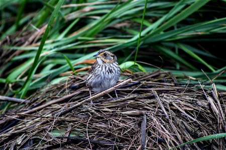 Saltmarsh sparrow adult at Rachel Carson National Wildlife Refuge