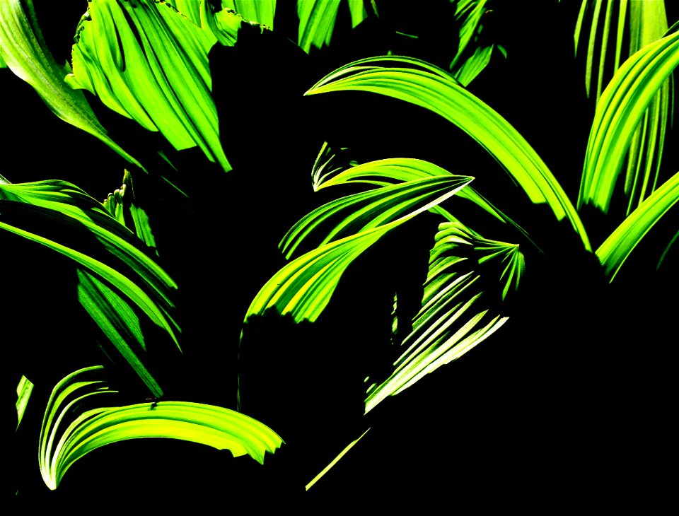 CORN LILIES - N CA -03