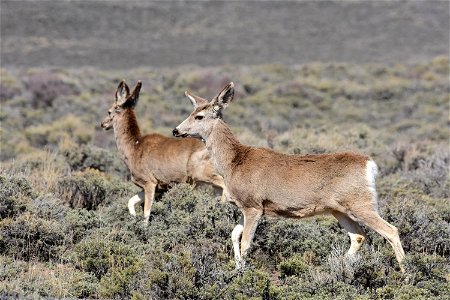 Mule deer near Arapaho National Wildlife Refuge Colorado