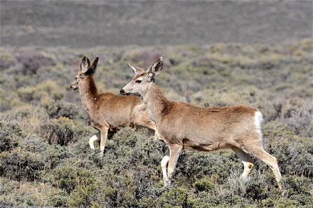 Mule deer near Arapaho National Wildlife Refuge Colorado photo