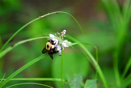 Brown-belted bumble bee on Virginia waterleaf photo