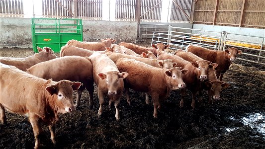 Broutards Charolais / Salers à l'étable